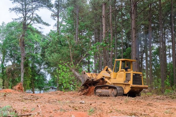 Trees Clearing in Phenix City