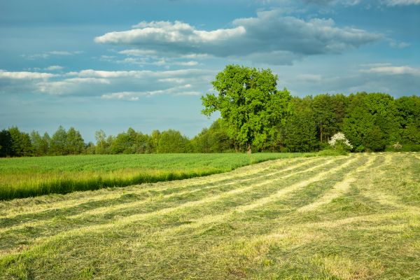 Cost of Vegetation Removal in Phenix City