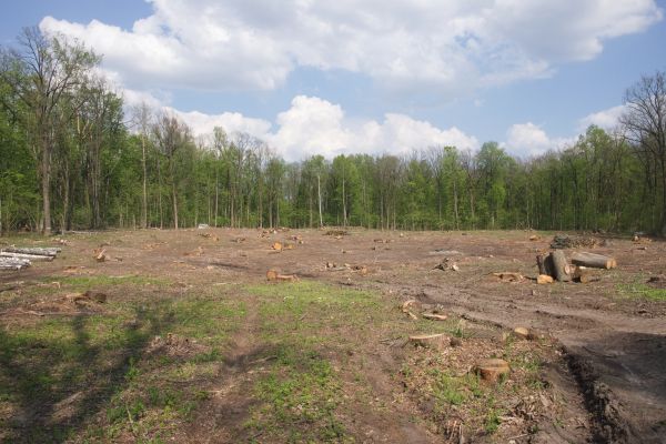 Cost of Pasture Clearing in Phenix City
