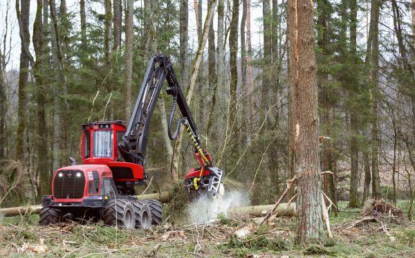 Cost of Forest Clearance Service in Phenix City