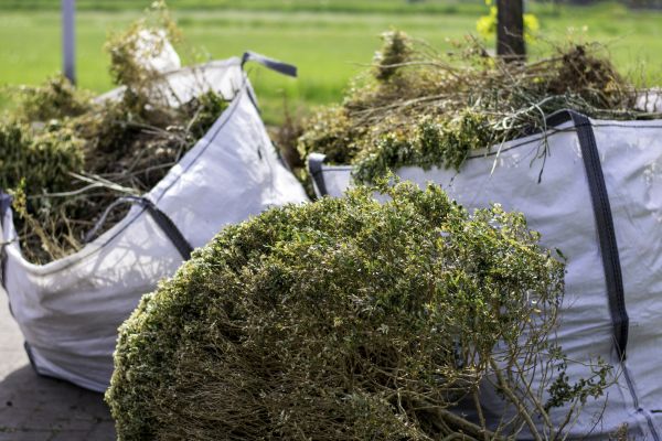 Cost of Bushes Clearing in Phenix City