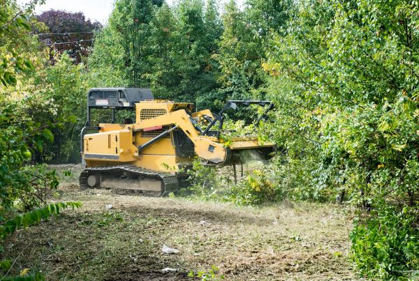 Cost of Pathway Clearing in Phenix City