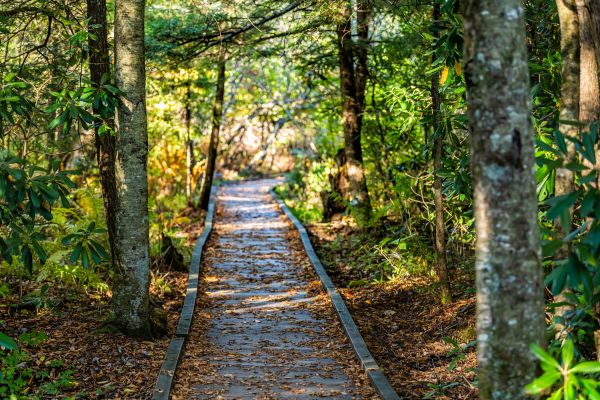 Cost of Trail Clearing in Phenix City