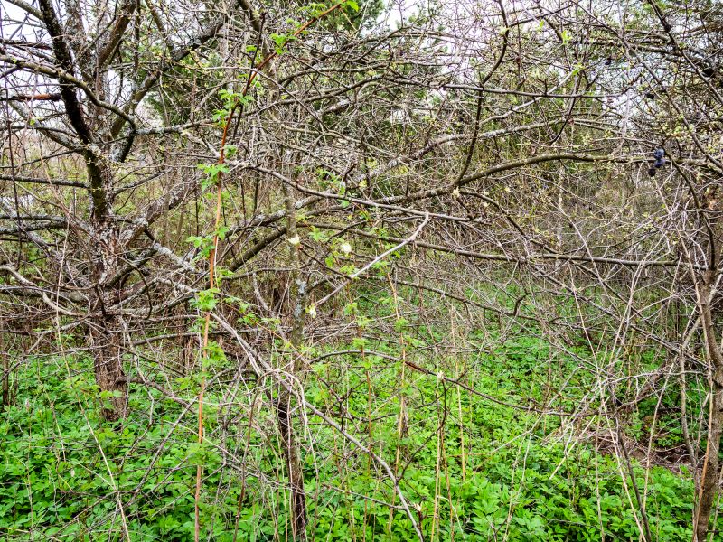 Clearing Dense Vegetation